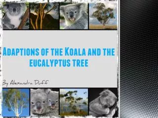 ADAPTIONS OF THE KOALA