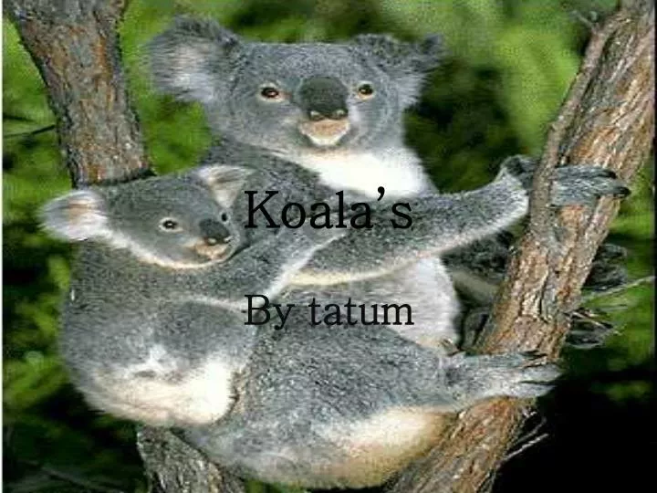 koala s