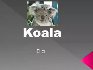 Koala