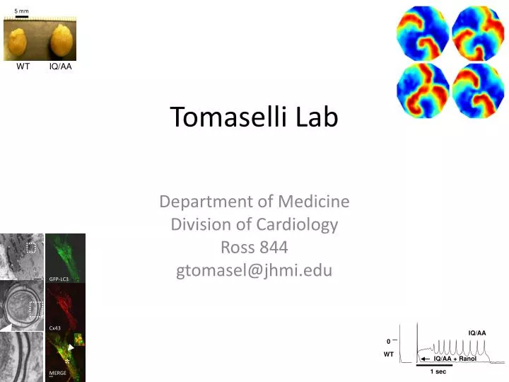 tomaselli lab