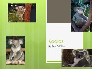 Koalas