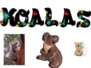 My koala questions and answers