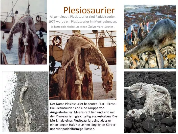 plesiosaurier