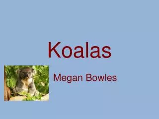 koalas