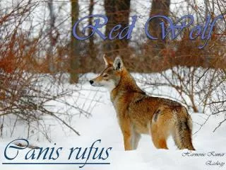 Red Wolf