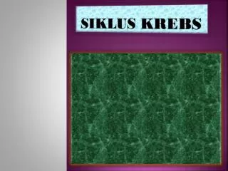 siklus krebs