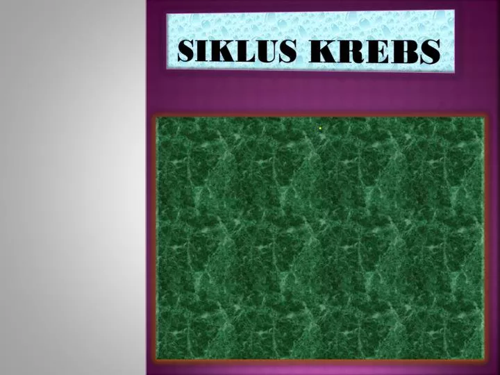 siklus krebs