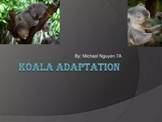 KOALA ADAPTATION