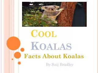 Cool Koalas