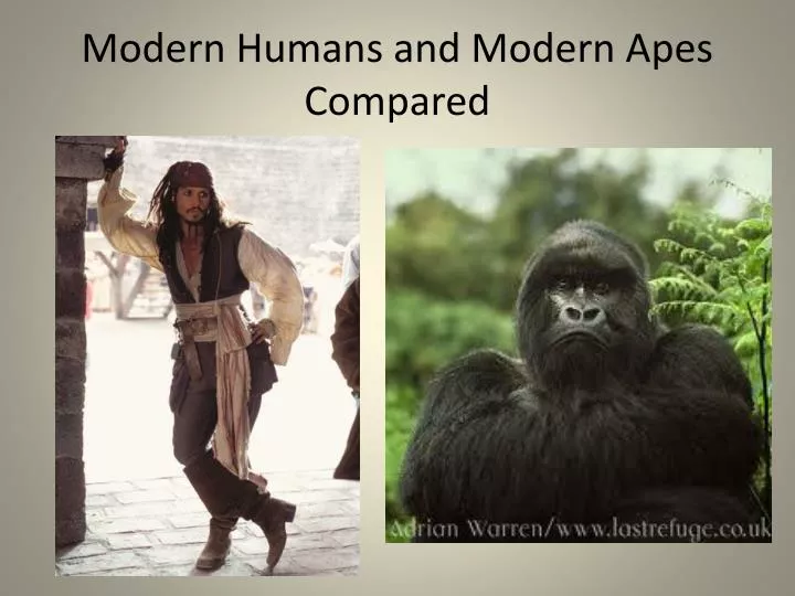 modern humans and modern apes compared