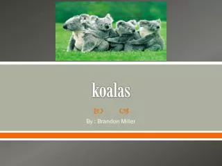 koalas