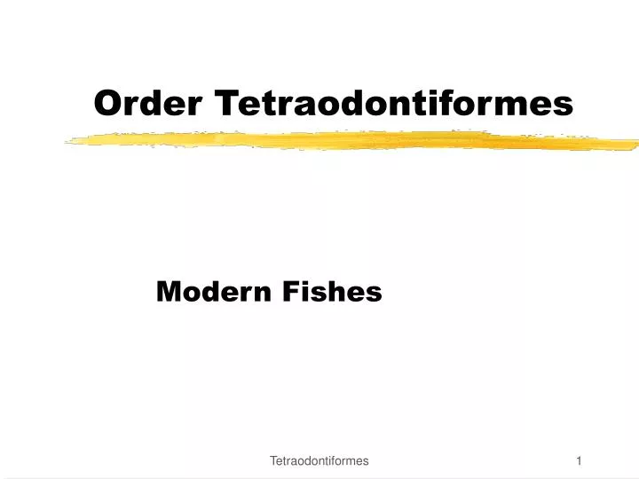 order tetraodontiformes