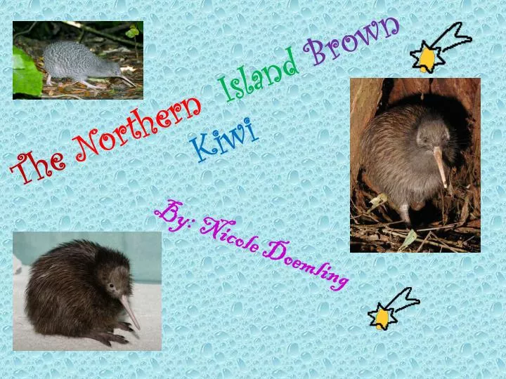 the northern island brown kiwi