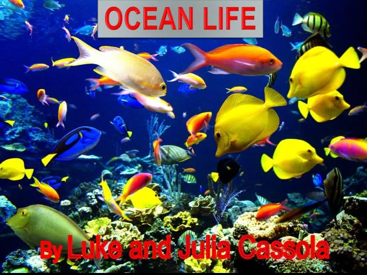 ocean life