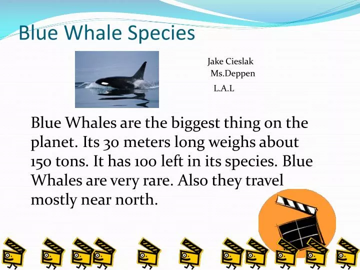 blue whale species