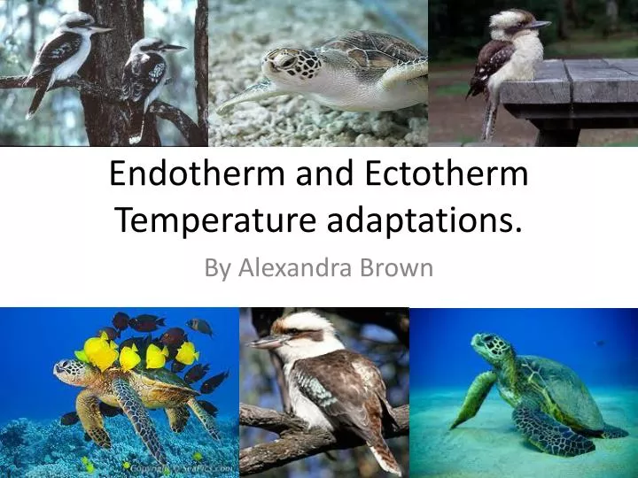 endotherm and ectotherm temperature adaptations