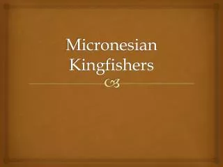 Micronesian Kingfishers