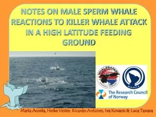 NOTES ON MALE SPERM WHALE REACTIONS TO KILLER WHALE ATTACK IN A HIGH LATITUDE FEEDING GROUND