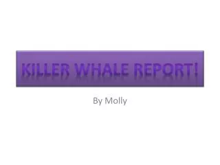 Killer Whale Report!
