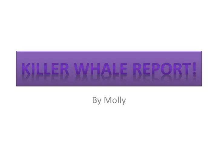 killer whale report