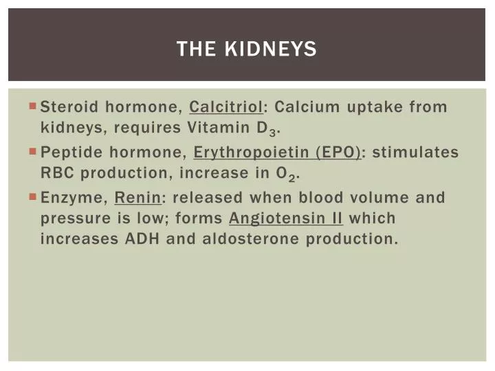 the kidneys