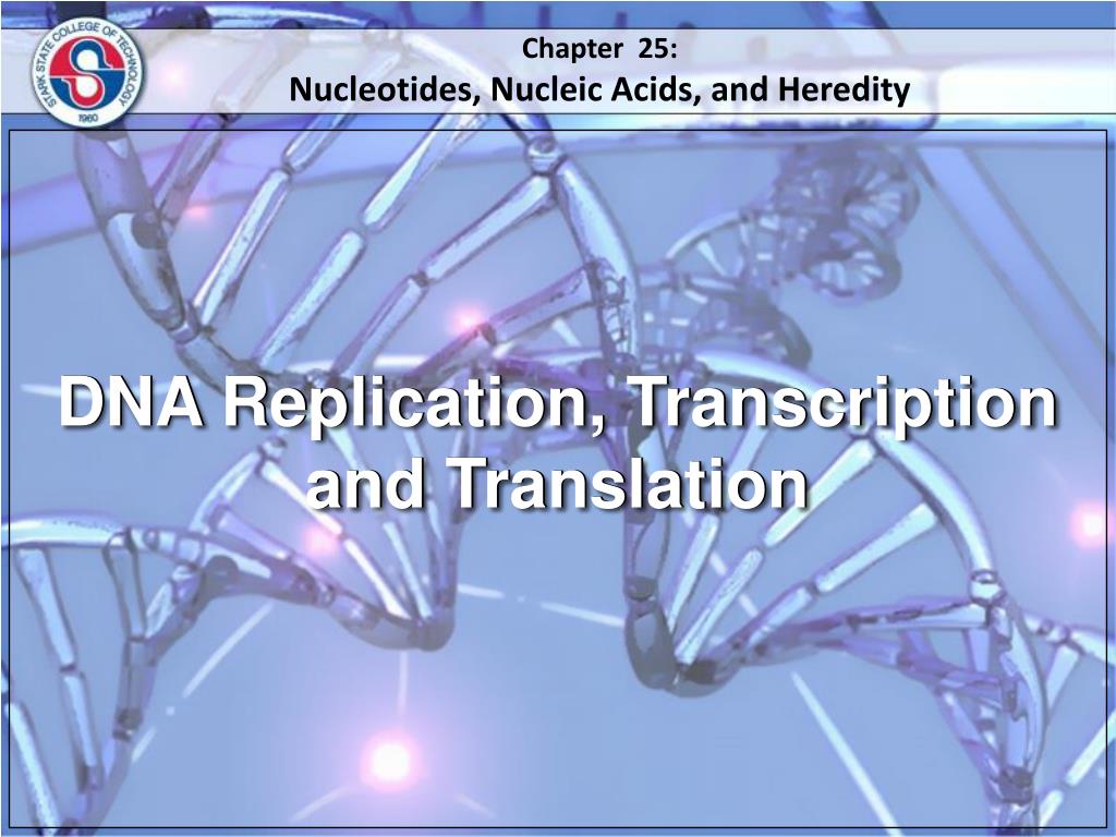 PPT - DNA Replication, Transcription and Translation PowerPoint ...