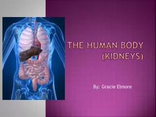 The Human Body (Kidneys)