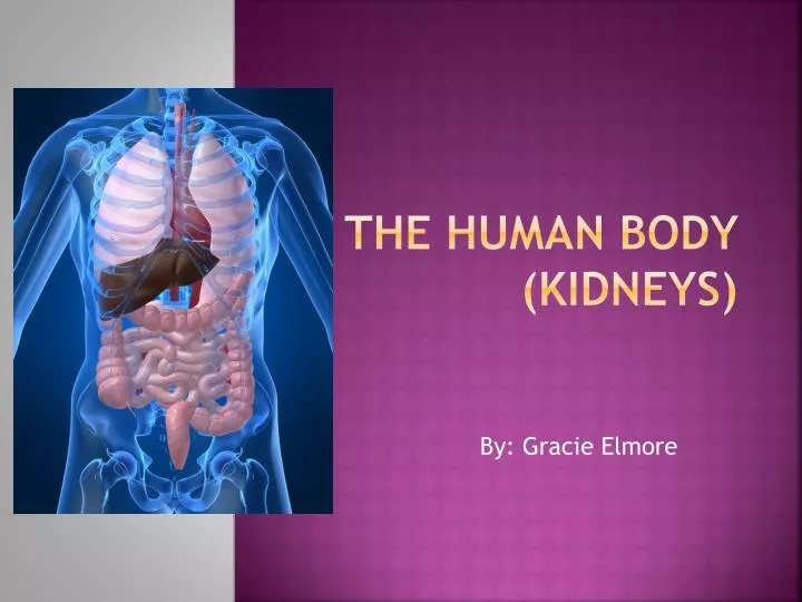 the human body kidneys