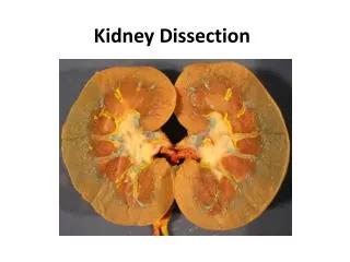 Kidney Dissection