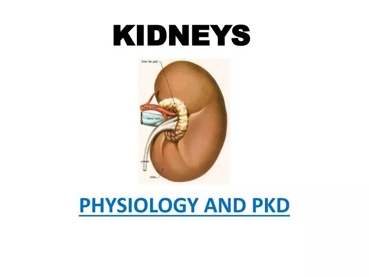 kidneys