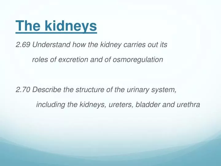 the kidneys