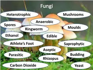fungi