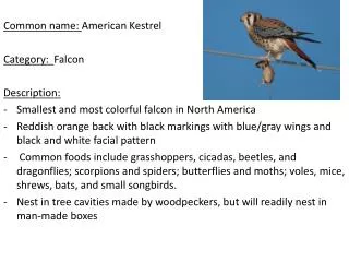 Common name: American Kestrel		 Category: Falcon Description: