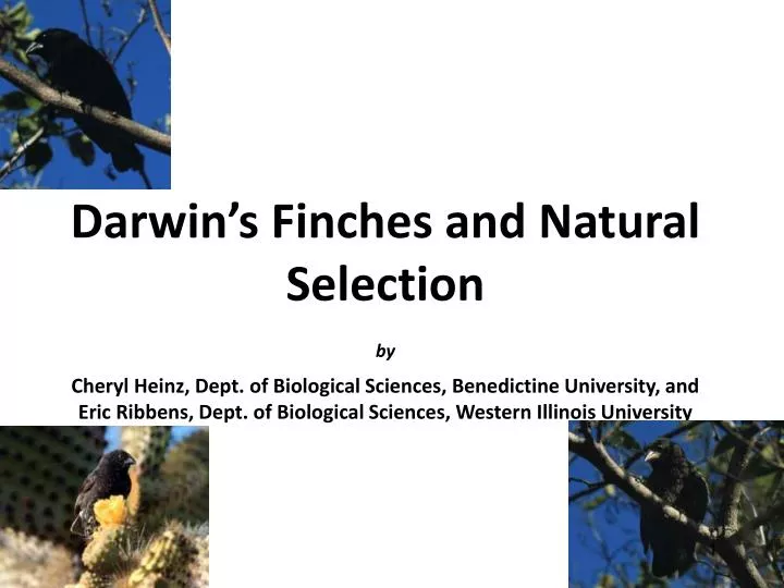 darwin s finches and natural selection