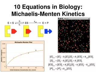 10 Equations in Biology: Michaelis-Menten Kinetics