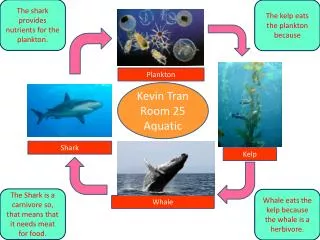 Kevin Tran Room 25 Aquatic