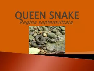 QUEEN SNAKE