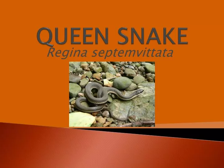 queen snake