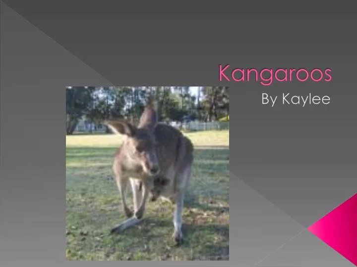 kangaroos