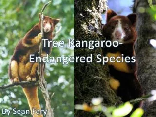 Tree Kangaroo- Endangered Species