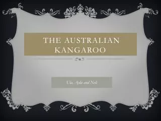the Australian kangaroo