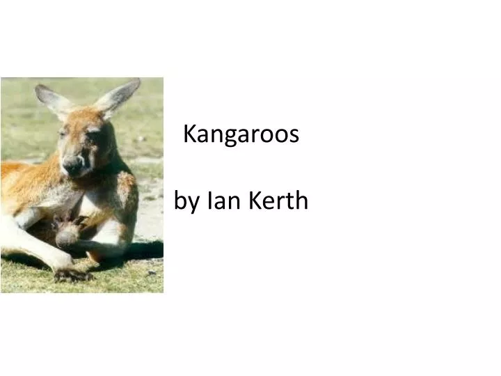kangaroos by ian k erth