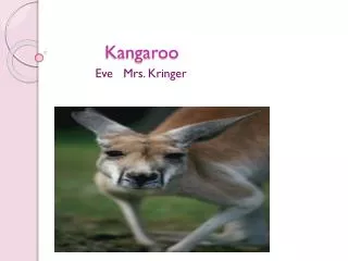 Kangaroo Kangaroo