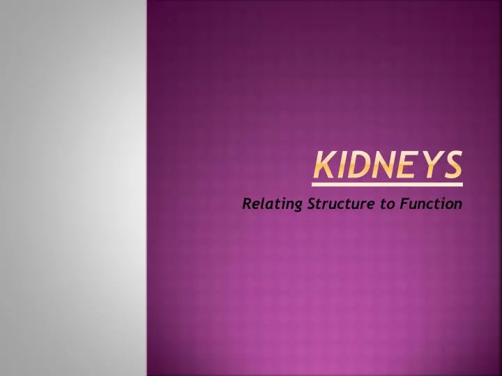 kidneys