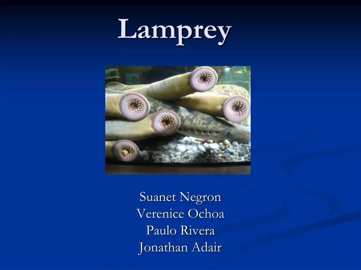 lamprey