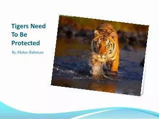 Tigers Need To Be Protected