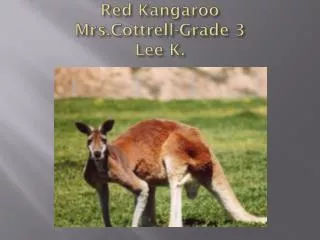 Red Kangaroo Mrs.Cottrell -Grade 3 Lee K.