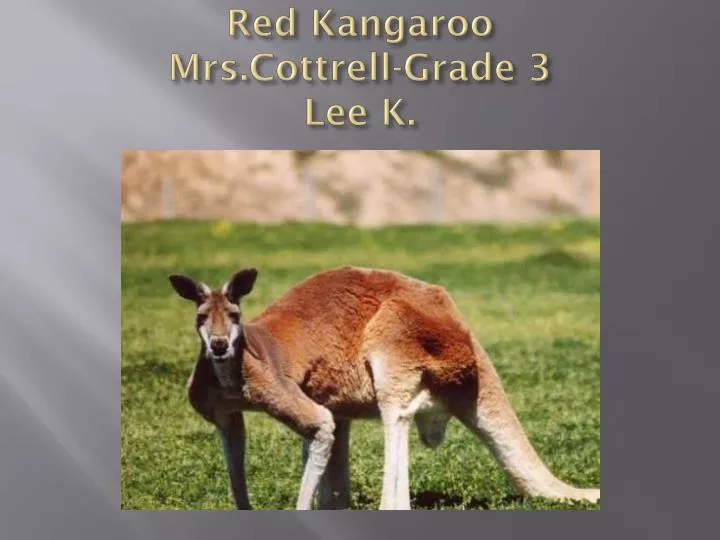 red kangaroo mrs cottrell grade 3 lee k