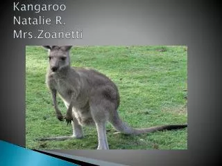 Kangaroo Natalie R. Mrs.Zoanetti