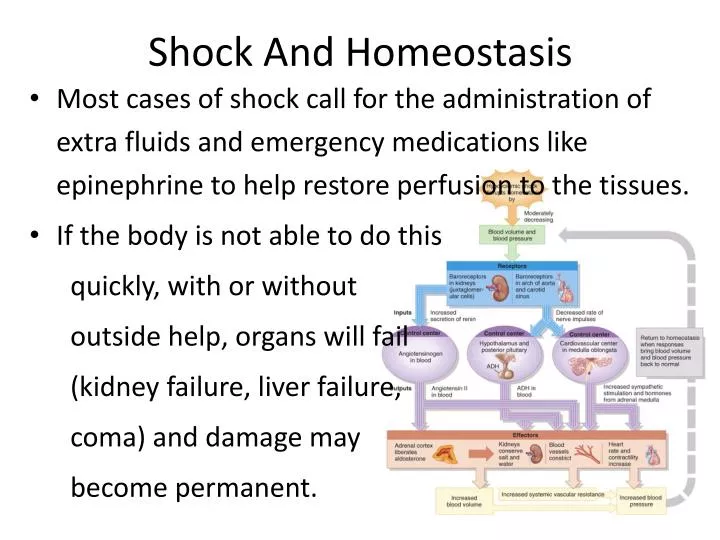 shock and homeostasis